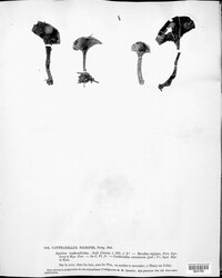 Cantharellus nigripedes image